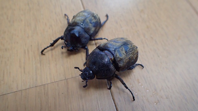 Allomyrina pfeifferi pfeifferi  pair