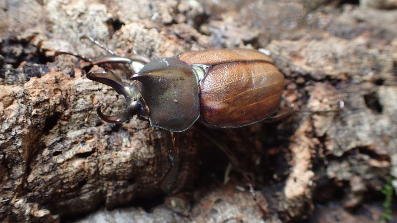 Agaocephala margaridae ♂44mm ♀40mm pair 　