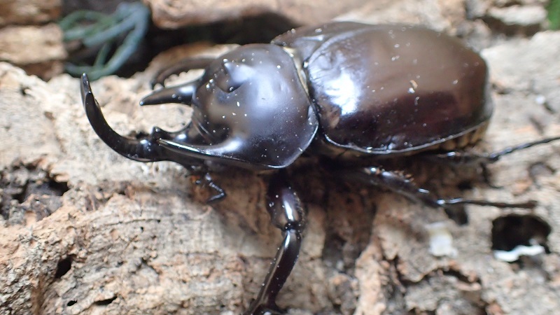 Megasoma  rex 　♂111ｍｍ pair