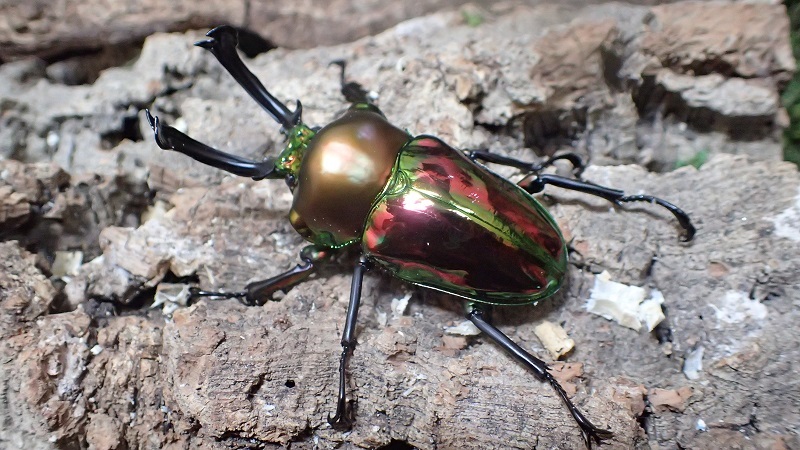  Phalacrognathus muelleri   Male　56mm　pair