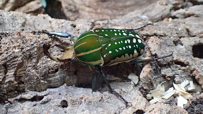 Mecynorhina polyphemus confluens  　 pair