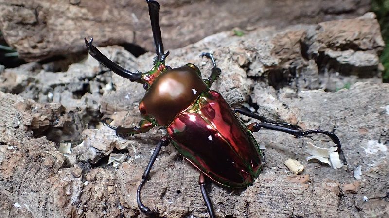  Phalacrognathus muelleri  Red  Male　61mm　pair