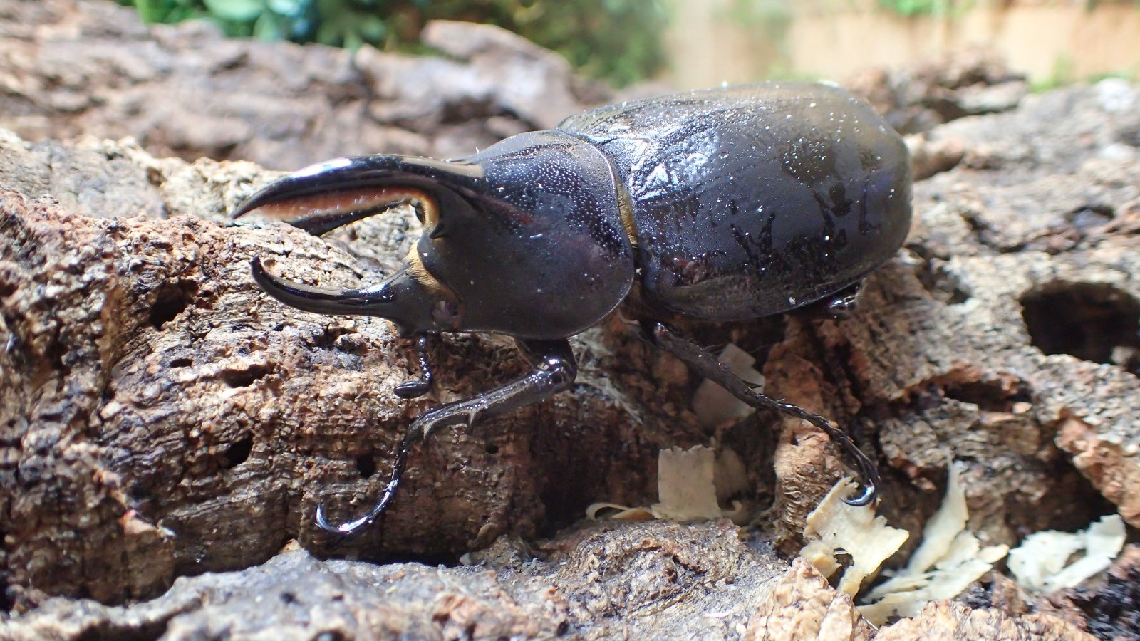 Dynastes hercules septentrionalis.　Male77ｍｍ　 pair　