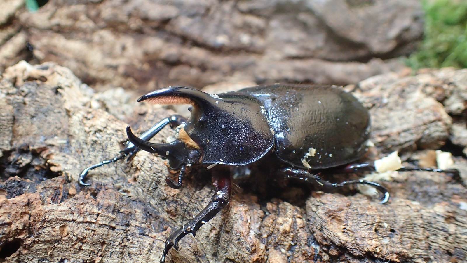 Dynastes hercules septentrionalis.　Male67ｍｍ　 pair　