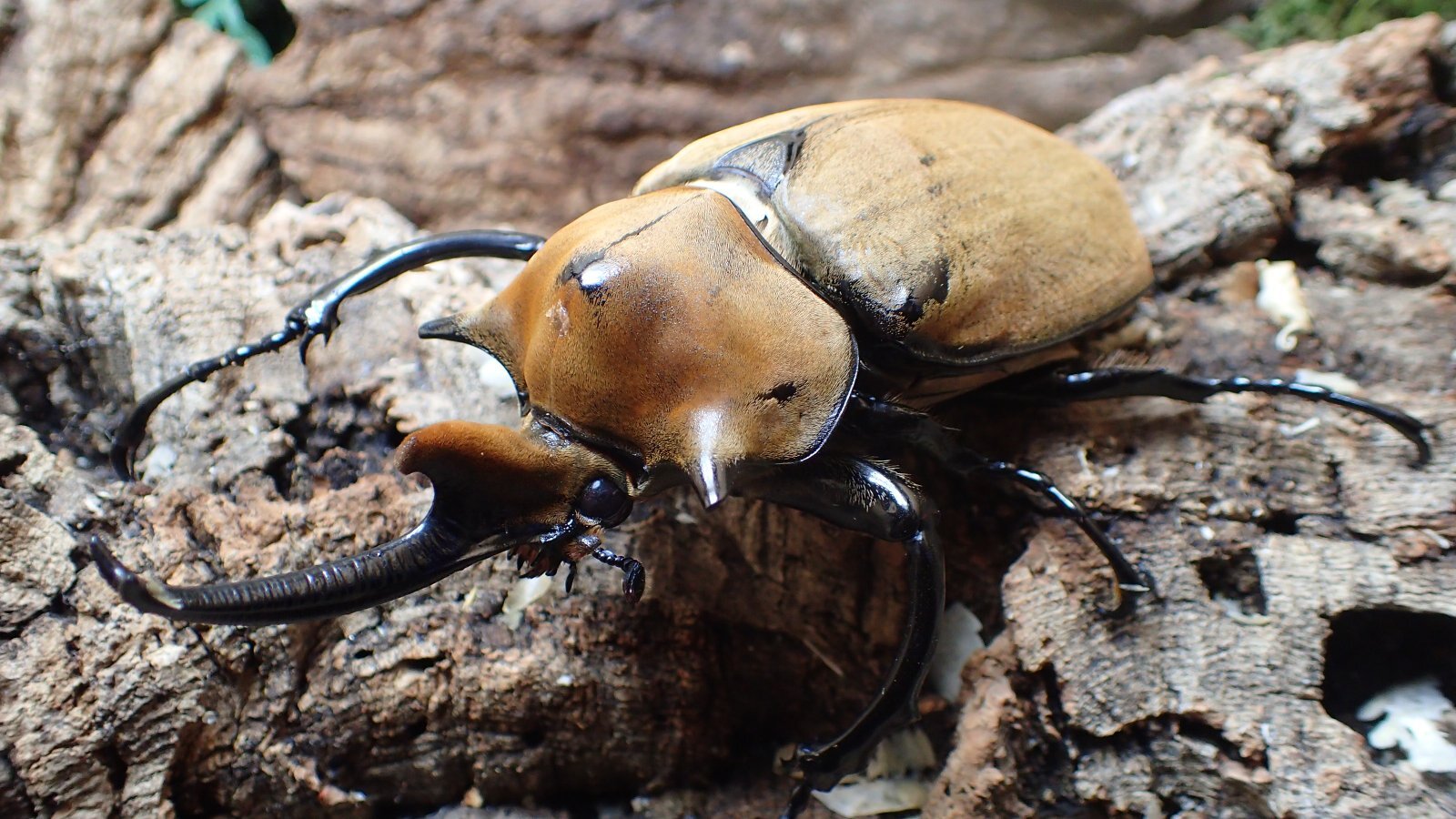 Megasoma elephas elephas  Male 108ｍｍ  pair