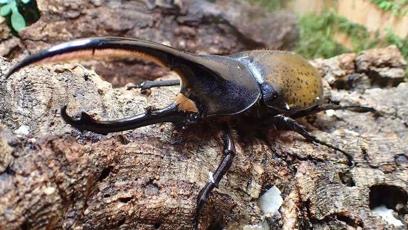 Dynastes hercules lichyi Male 127mm pair 　