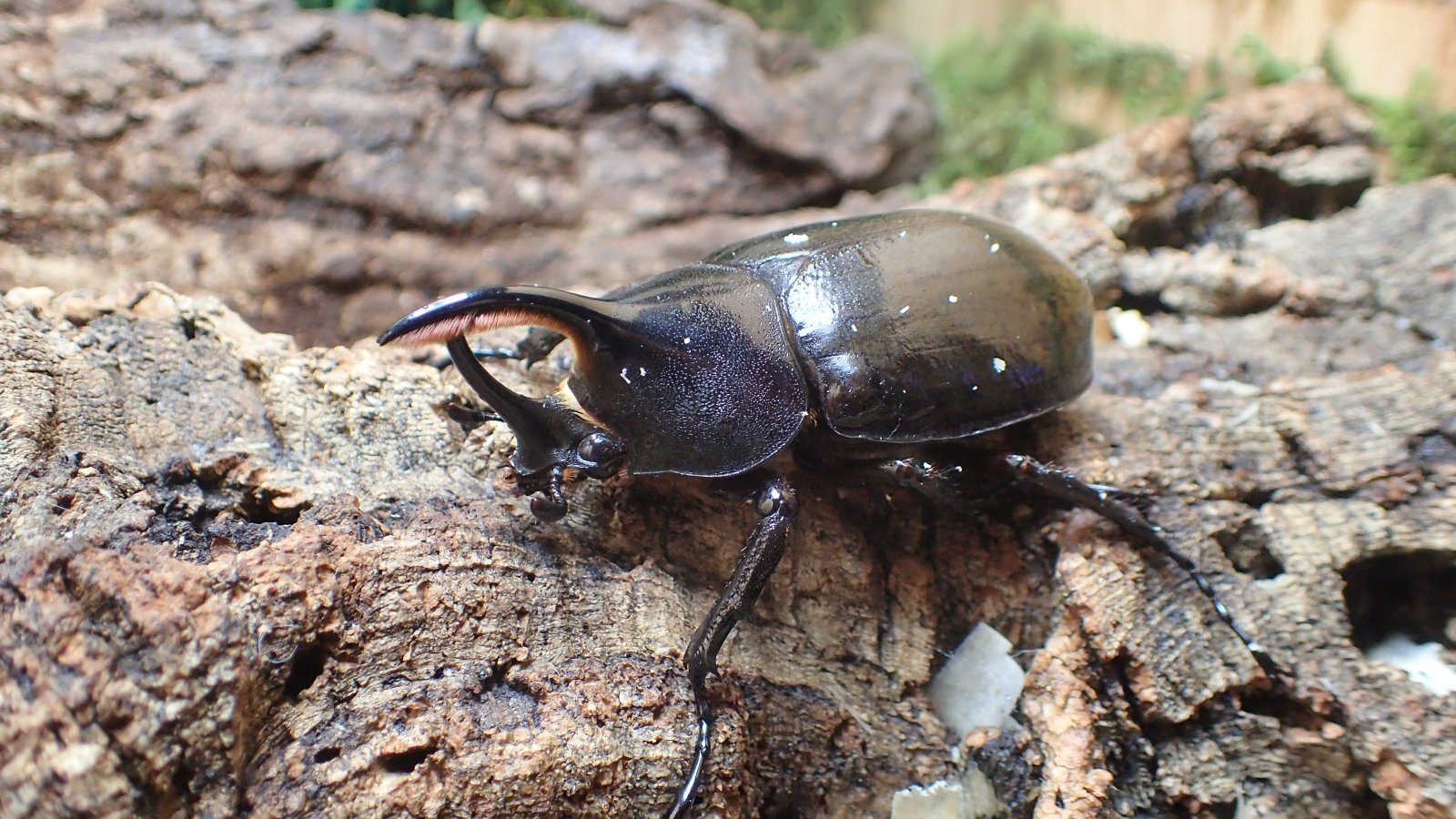 Dynastes hercules ecuatorianus Male 73mm pair 　