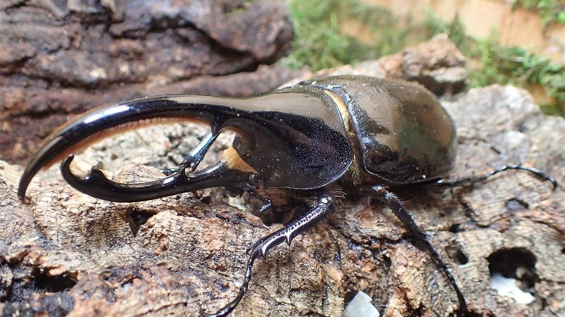 Dynastes hercules lichyi Male 116mm pair 　