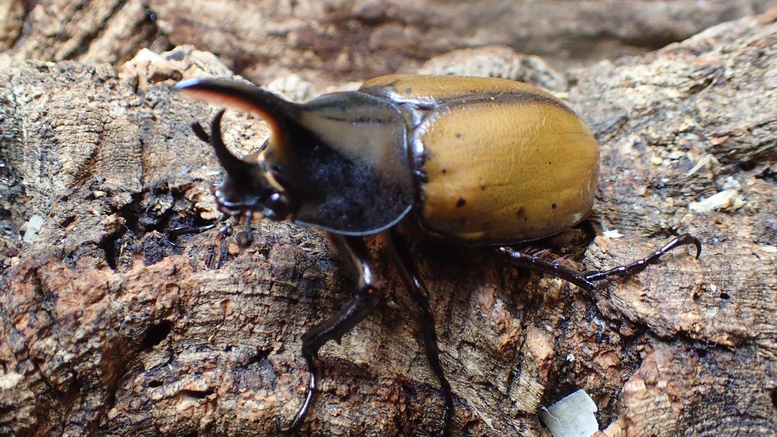 Dynastes hercules ecuatorianus Male 68mm pair 　