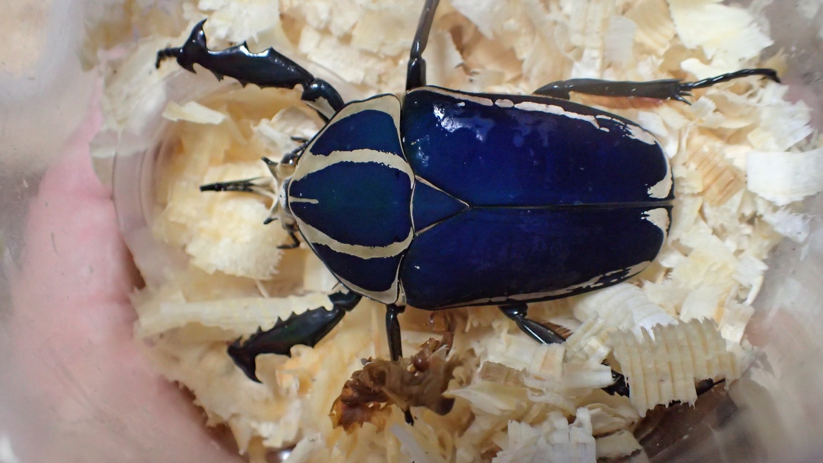 Mecynohina torquata ssp ugandensis Male 69mm famale 50mm  