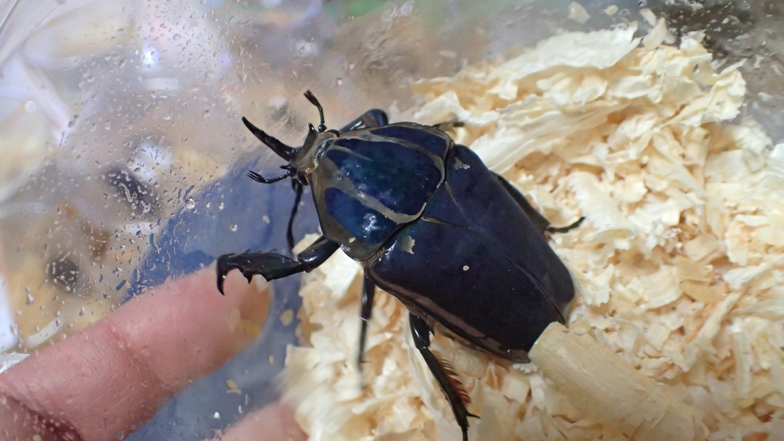 Mecynohina torquata ssp ugandensis Male 65mm famale 53mm 