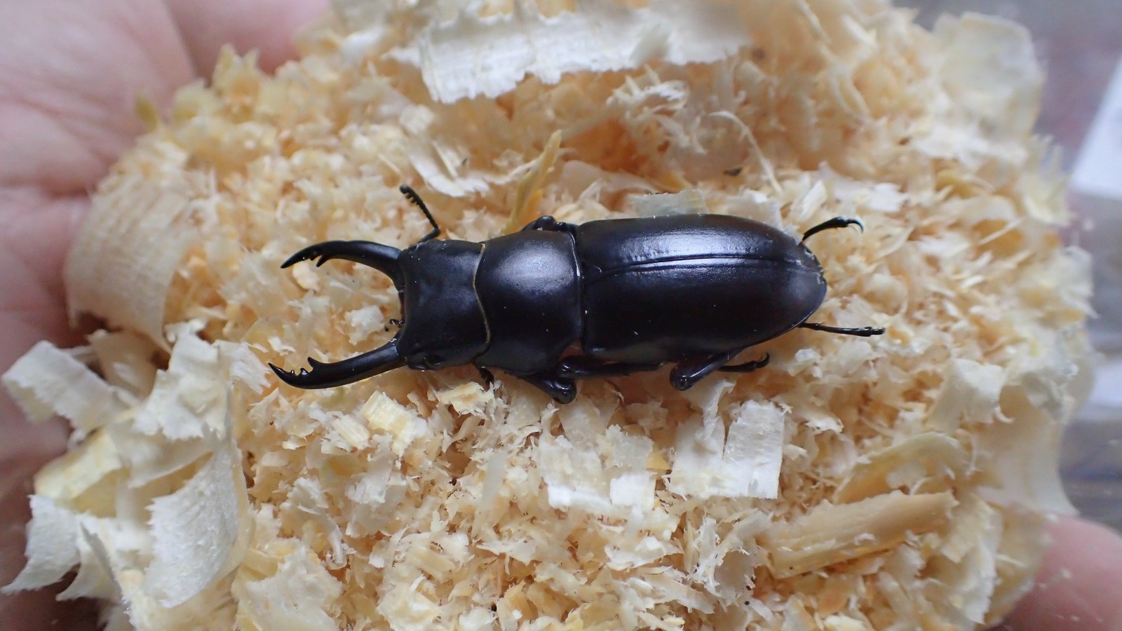  Dorcus rubrofemoratus　pair