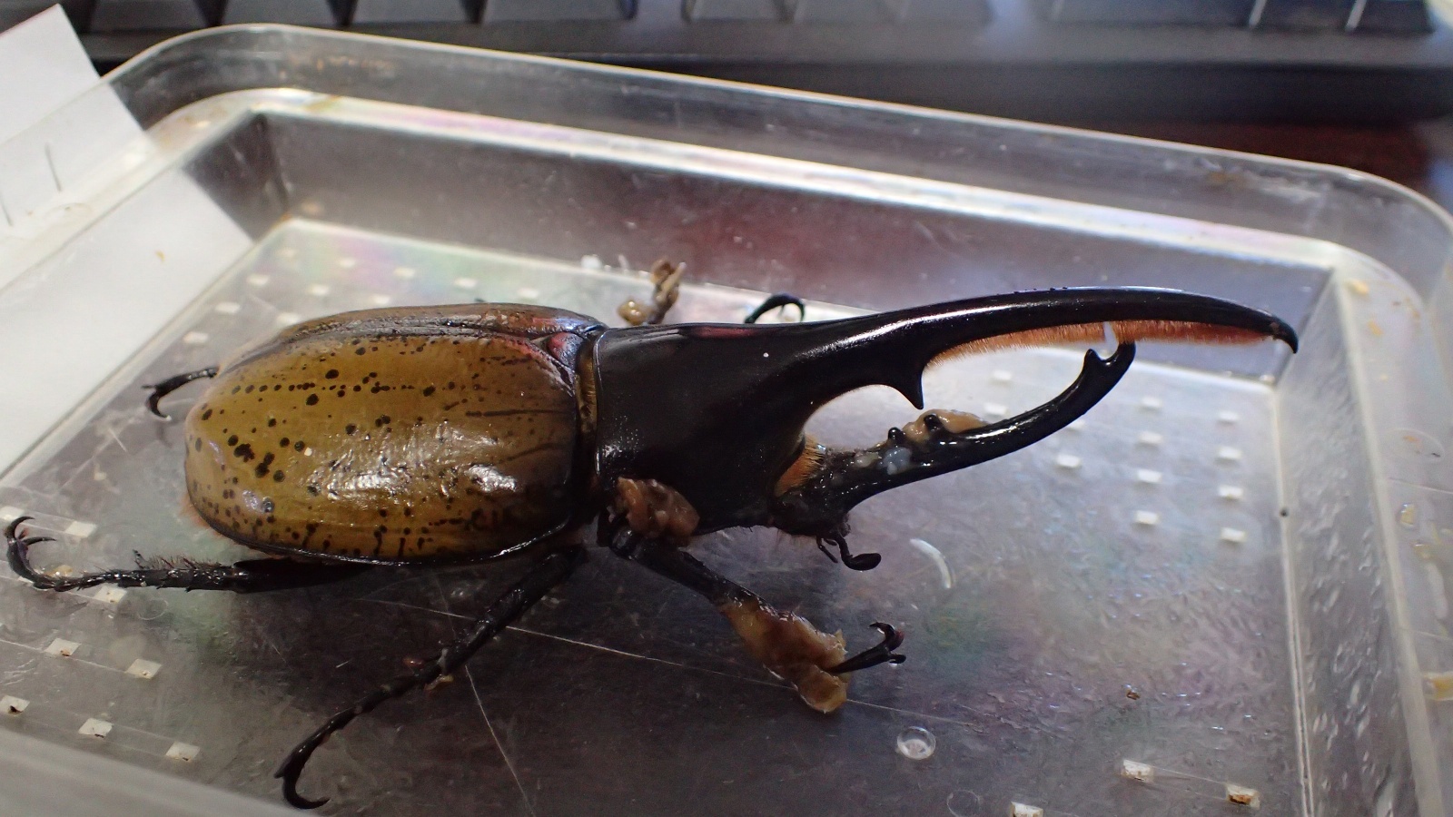 Dynastes hercules morishimai  ♂120 ｍｍ  pair　