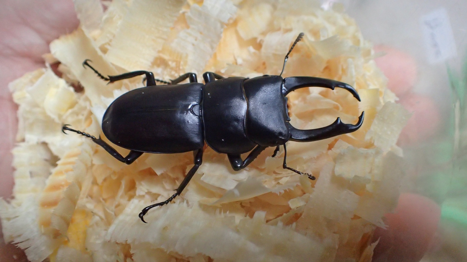 Dorcus rectus　pair