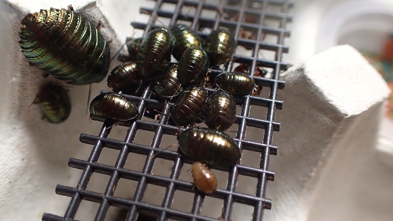 Pseudoglomeris magnifica　L2〜L3