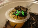 Photo: Heterorrina macleyi