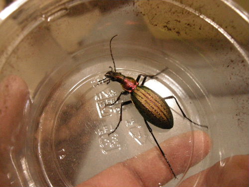 Photo: Carabidae