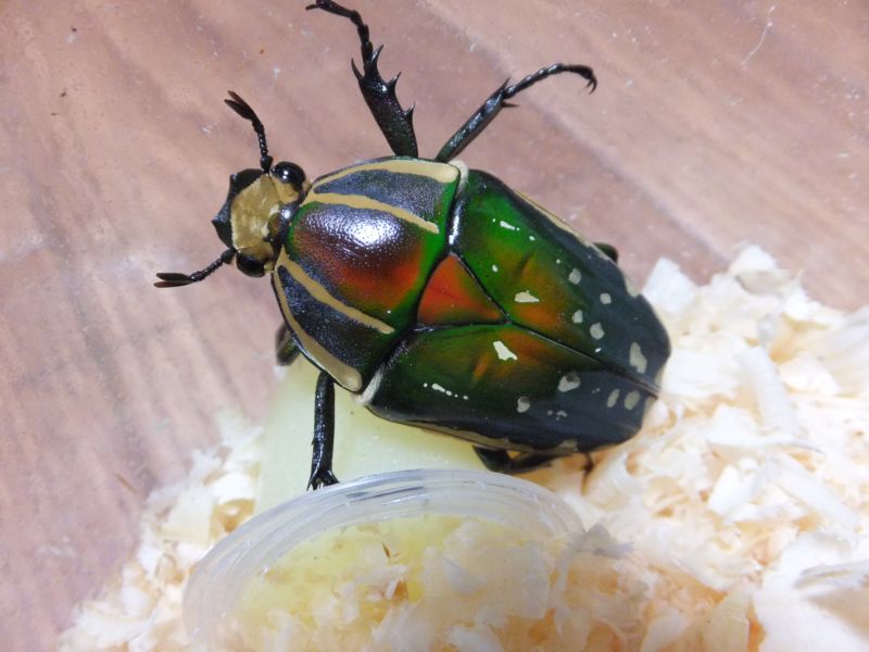 Photo: Mecynorhina polyphemus confluens  　 pair