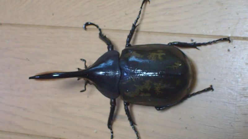 Photo: Dynastes hercules morishimai  ♂105 ｍｍ  pair　