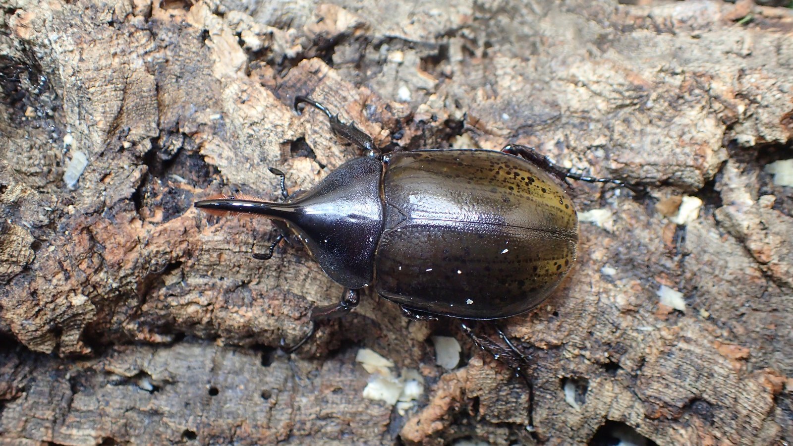 Photo: Dynastes hercules ecuatorianus Male 73mm pair 　