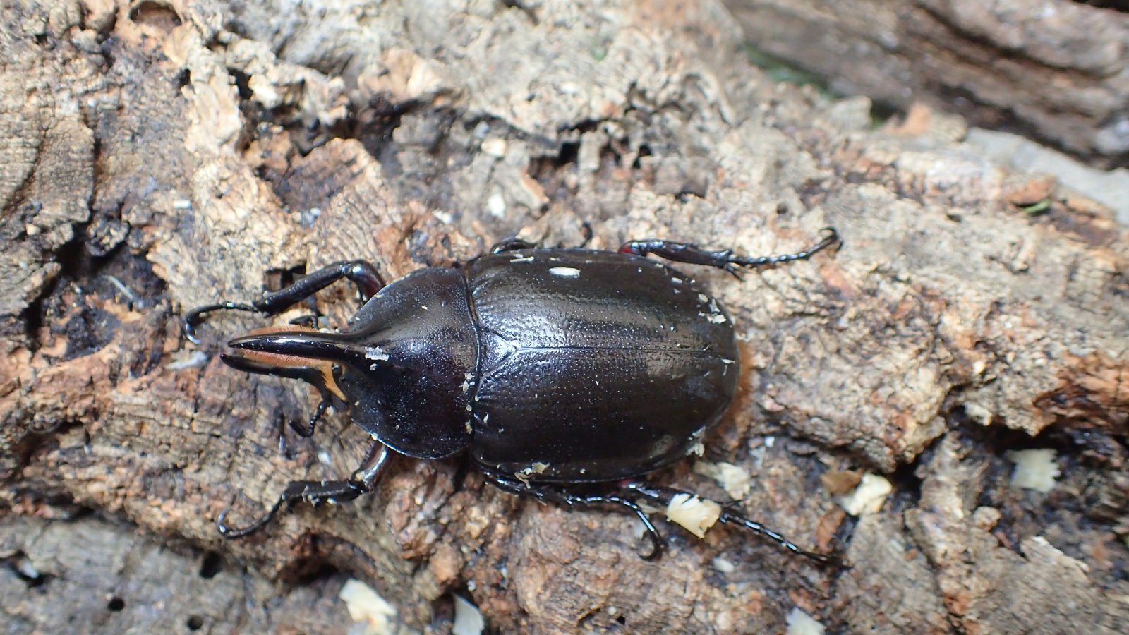 Photo: Dynastes hercules septentrionalis.　Male67ｍｍ　 pair　