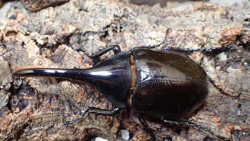 Photo: Dynastes hercules lichyi Male 116mm pair 　