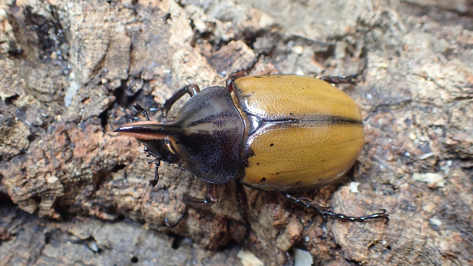 Photo: Dynastes hercules ecuatorianus Male 68mm pair 　