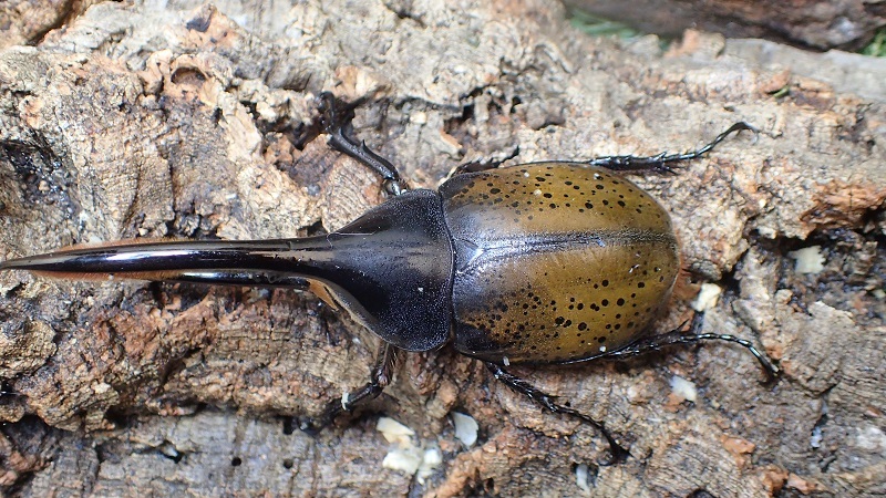 Photo: Dynastes hercules lichyi Male 127mm pair 　