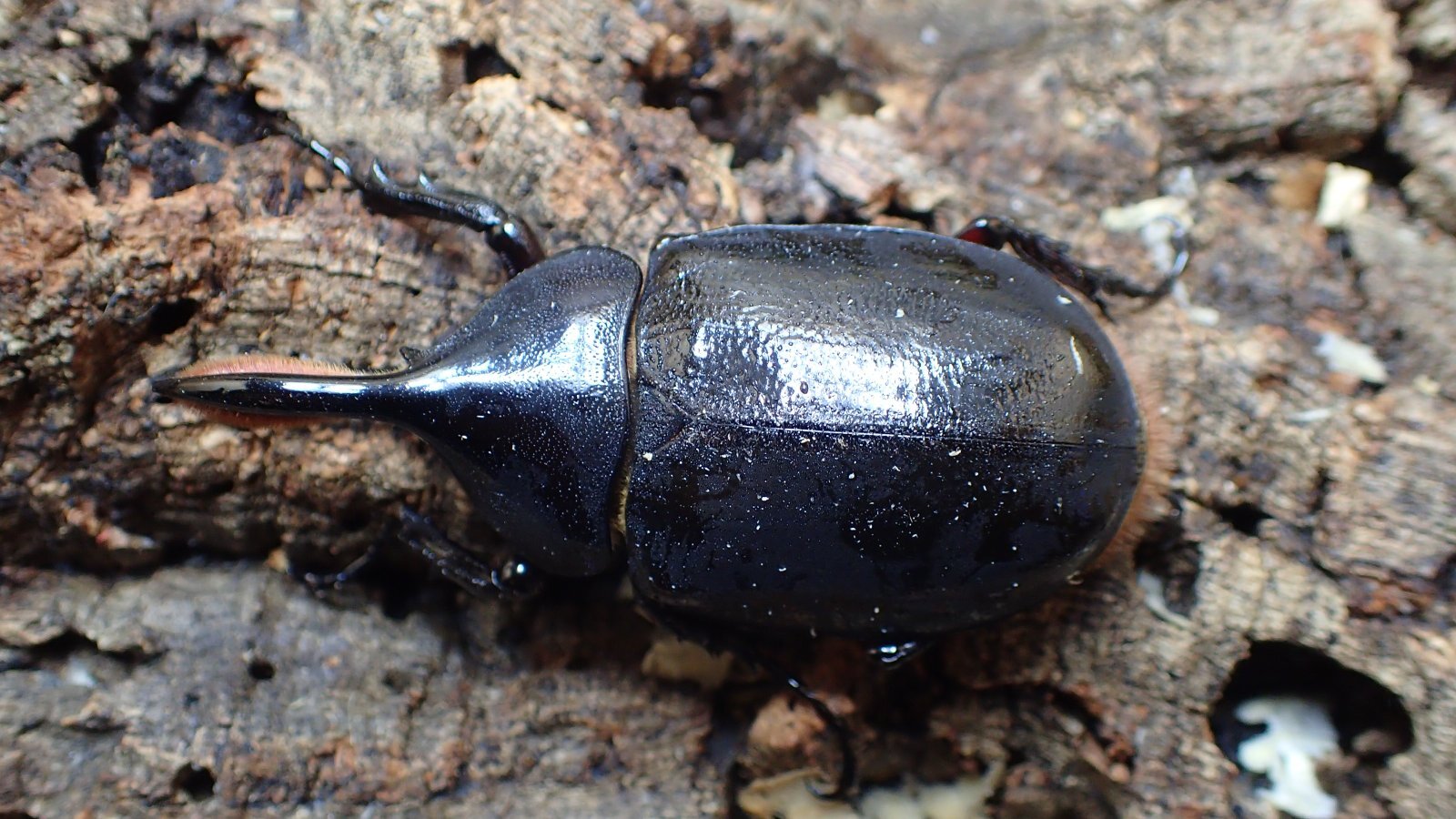 Photo: Dynastes hercules septentrionalis.　Male77ｍｍ　 pair　