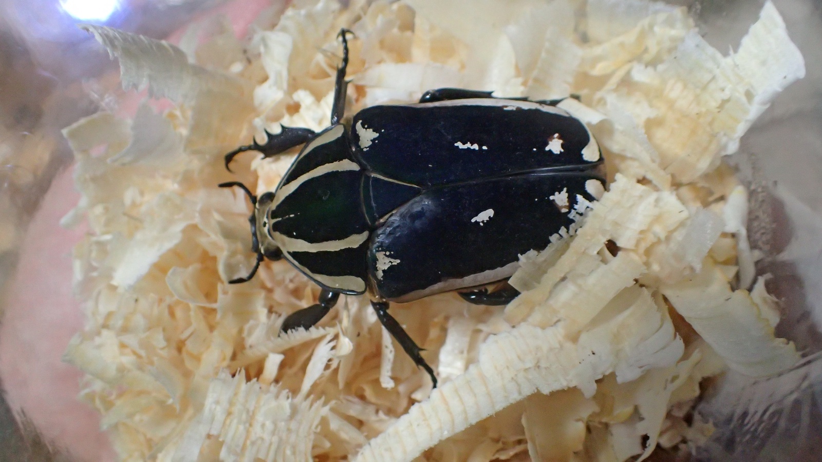 Photo: Mecynohina torquata ssp ugandensis Male 69mm famale 50mm  