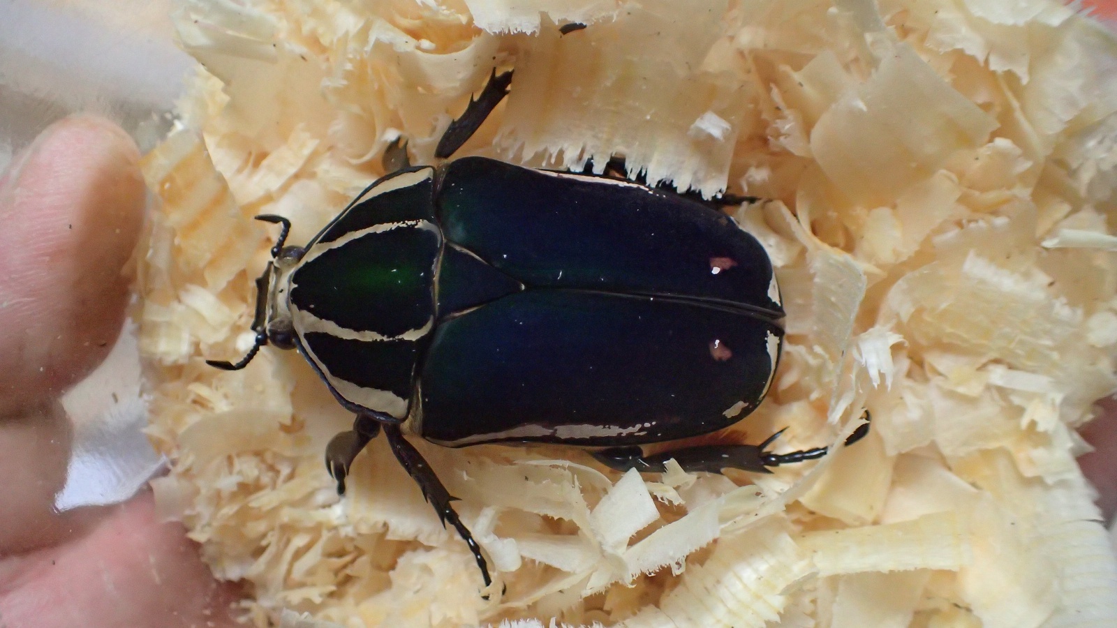 Photo: Mecynohina torquata ssp ugandensis Male 69mm famale 55mm 