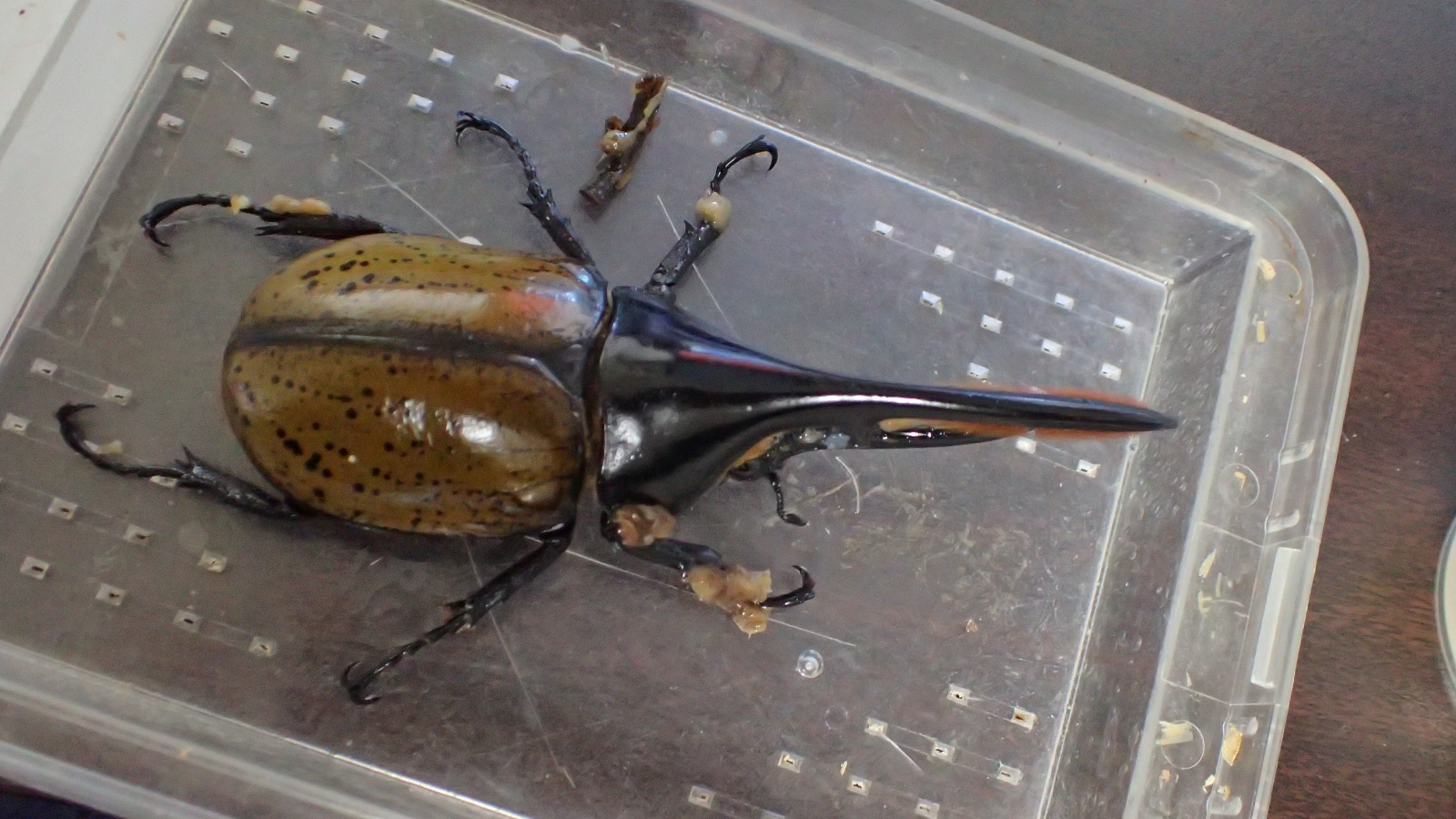 Photo: Dynastes hercules morishimai  ♂120 ｍｍ  pair　